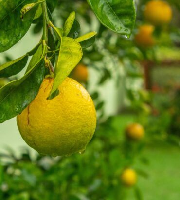Citron