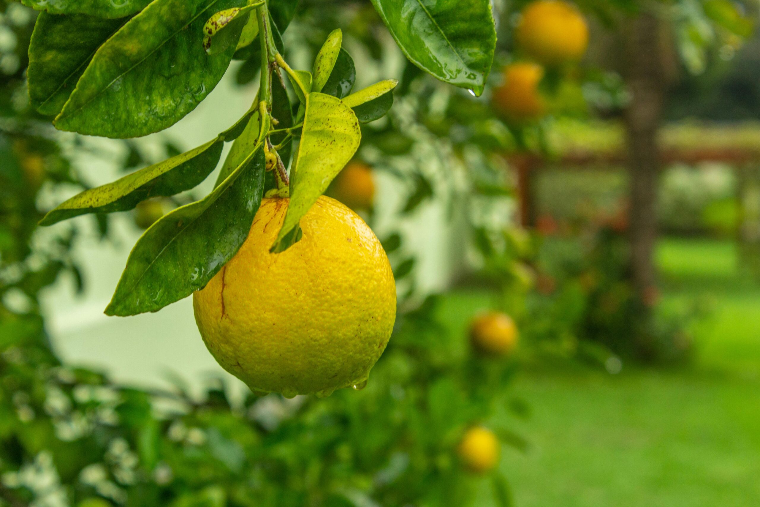 Citron
